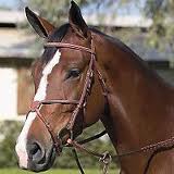 figure eight noseband